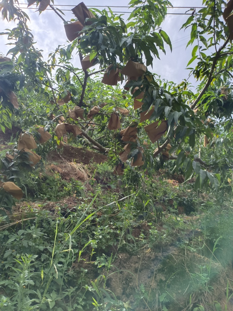 锦绣黄桃