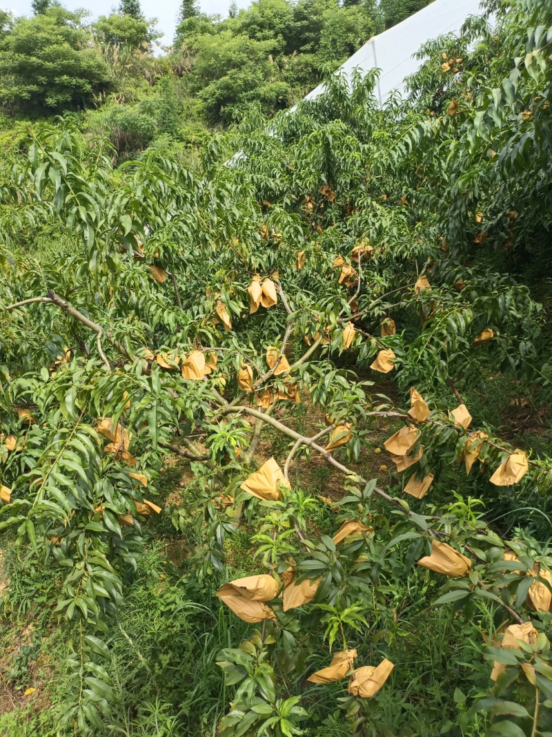 锦绣黄桃