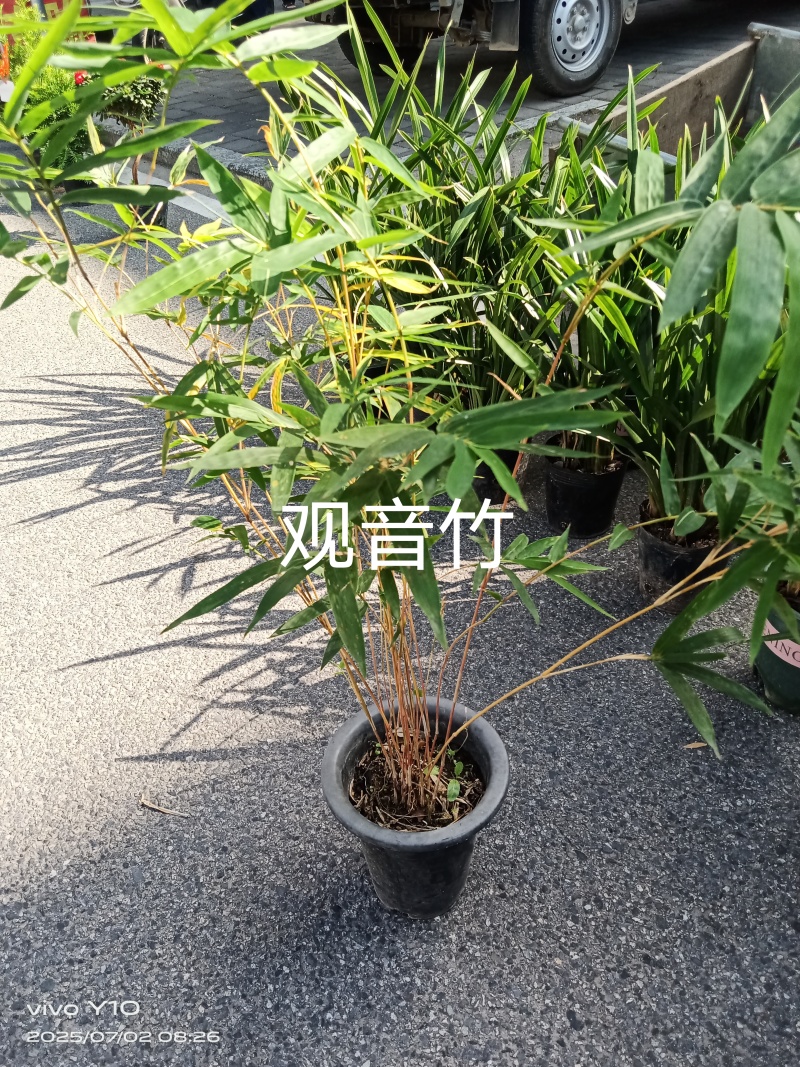 观音竹18杯