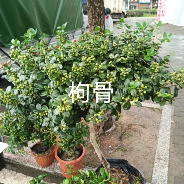 枸骨23杯