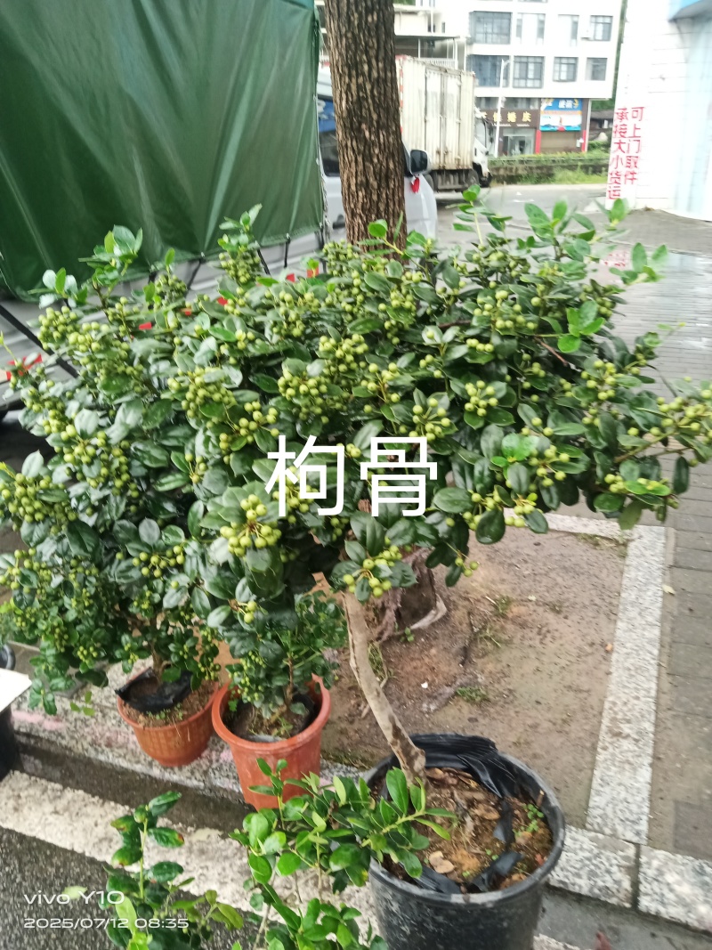 枸骨23杯