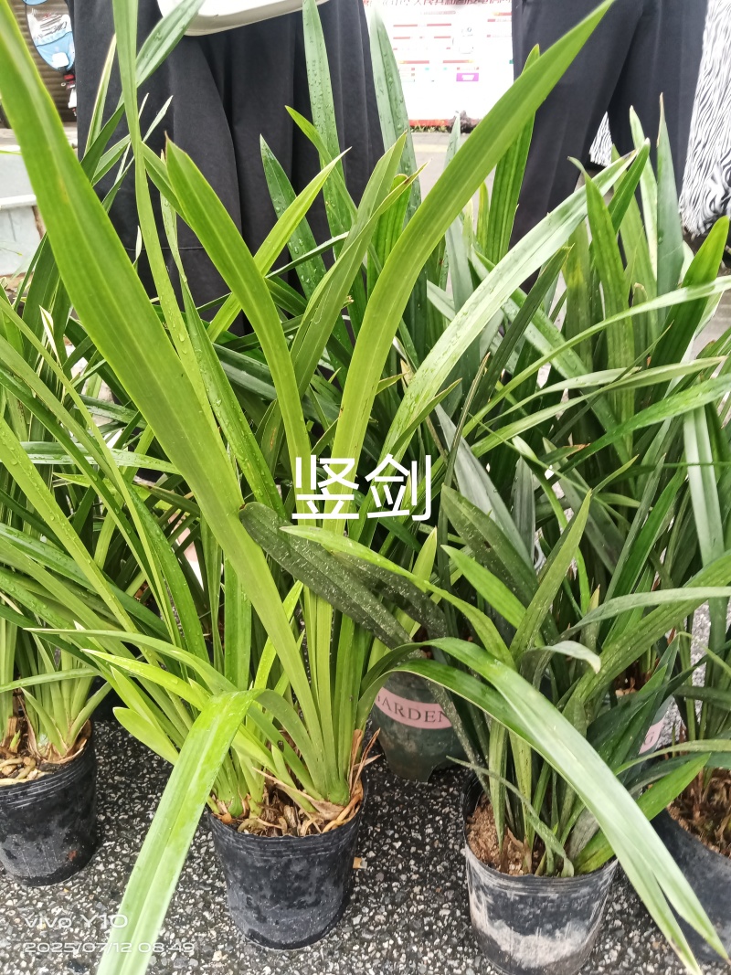 兰花23杯