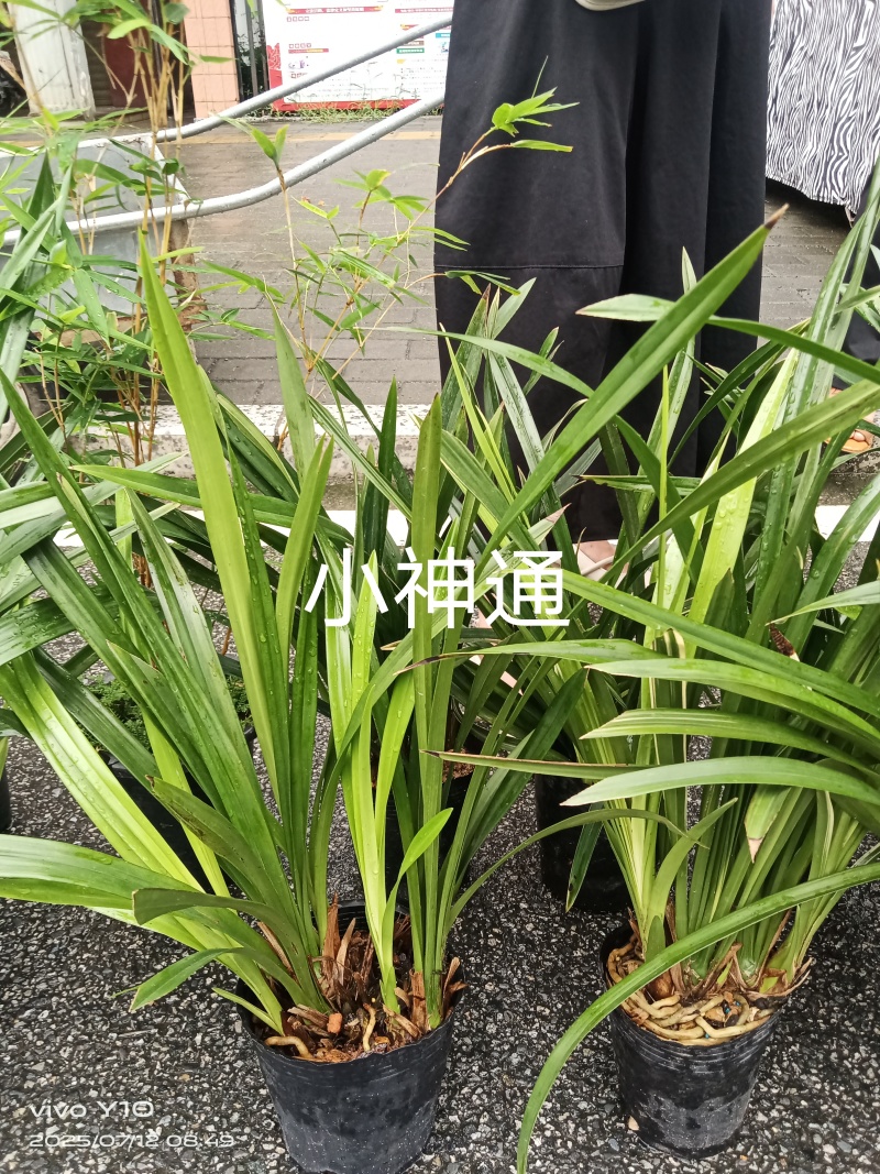 兰花23杯