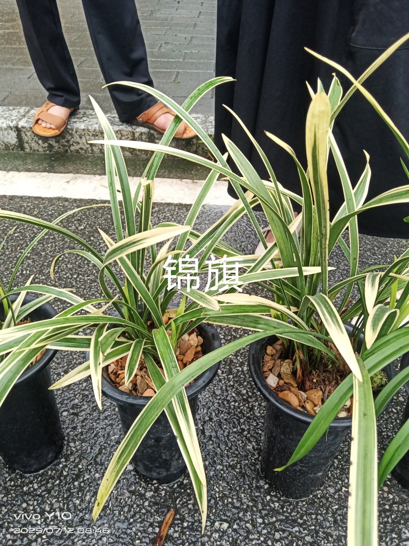 兰花23杯