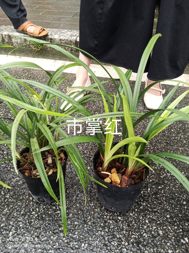 兰花23杯