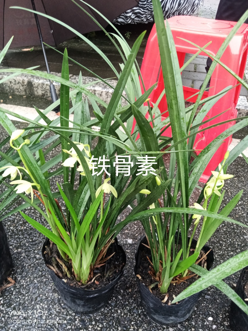 兰花23杯