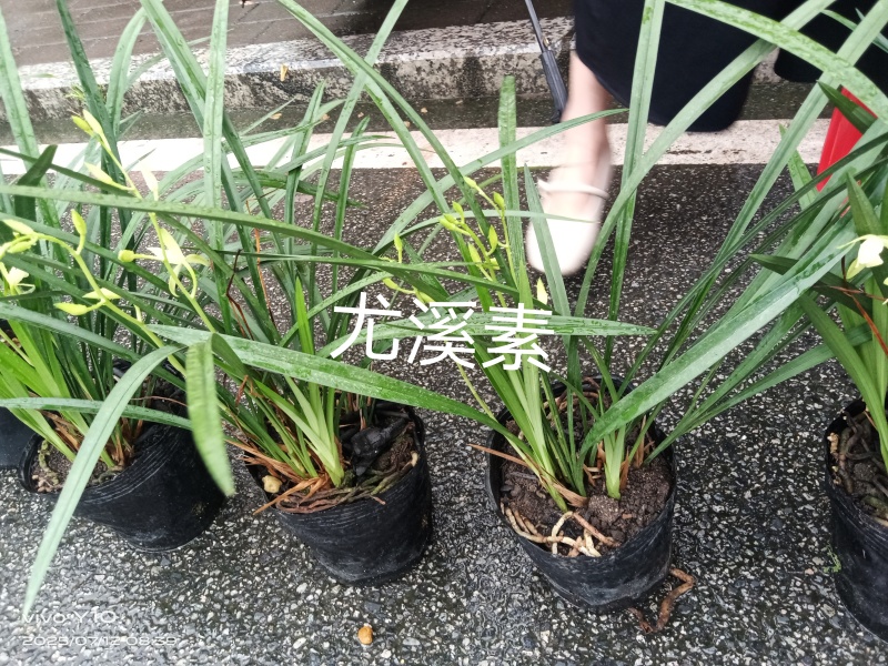 兰花23杯