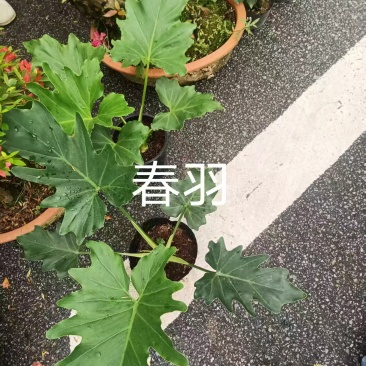 春羽23杯