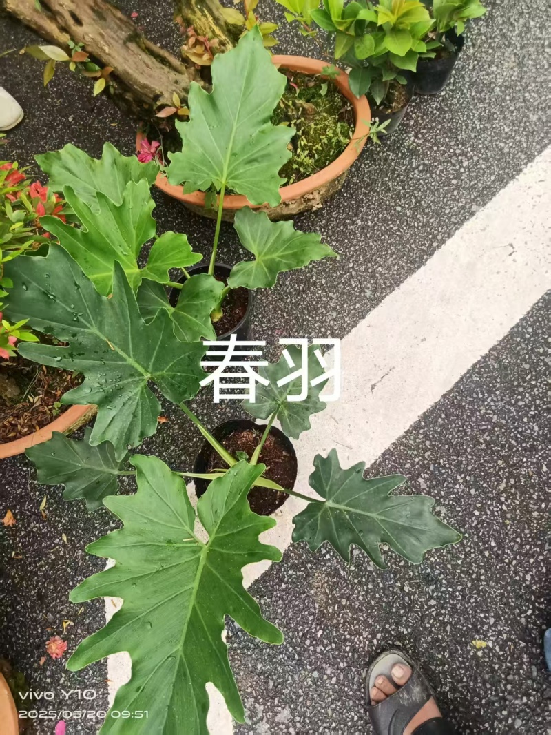 春羽23杯