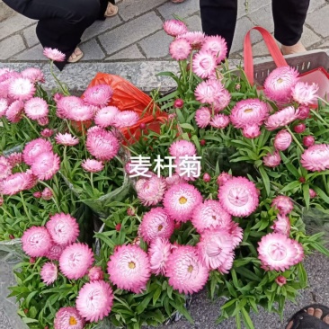 麦秆菊18杯