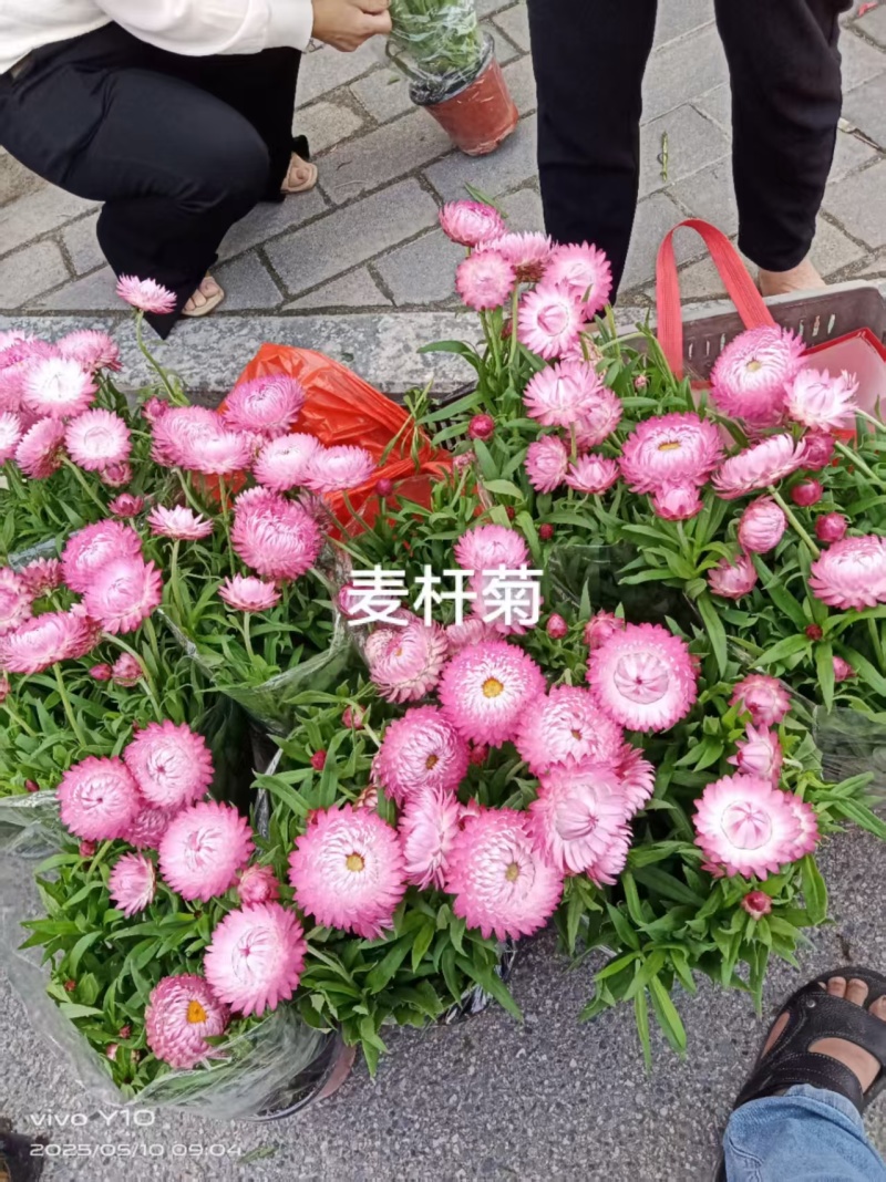麦秆菊18杯