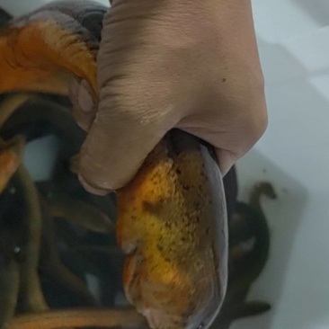 黄鳝斤货