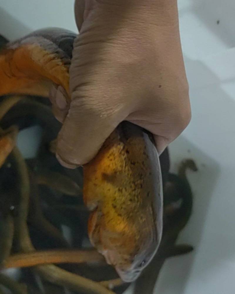 黄鳝斤货
