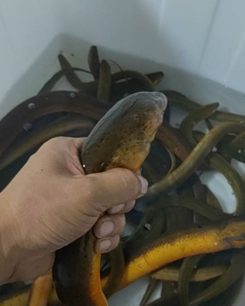 黄鳝斤货
