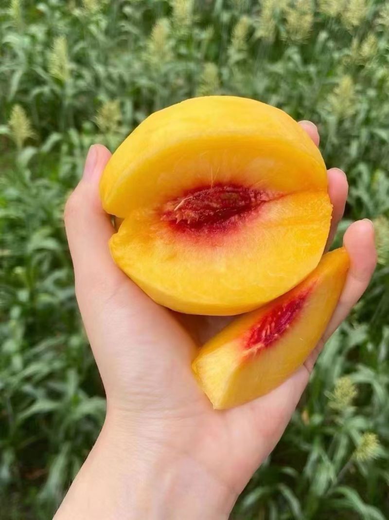 炎陵黄桃