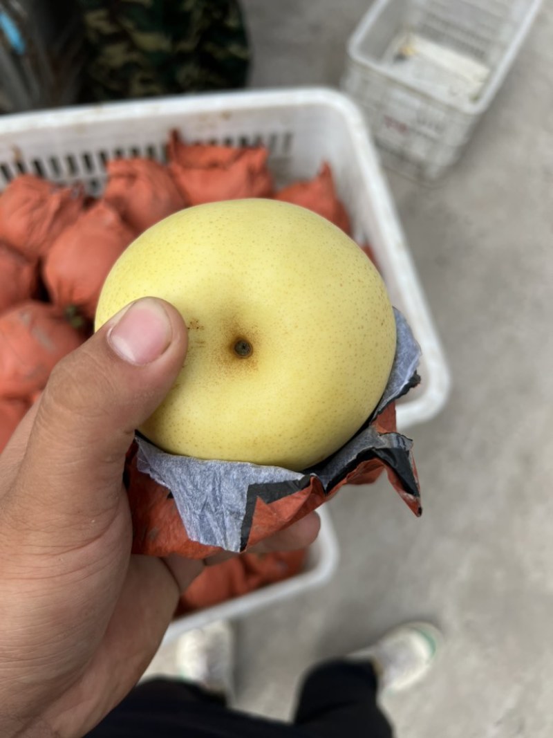 现货皇冠梨不过手产地直发