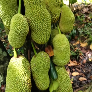 海南榴莲蜜一件代