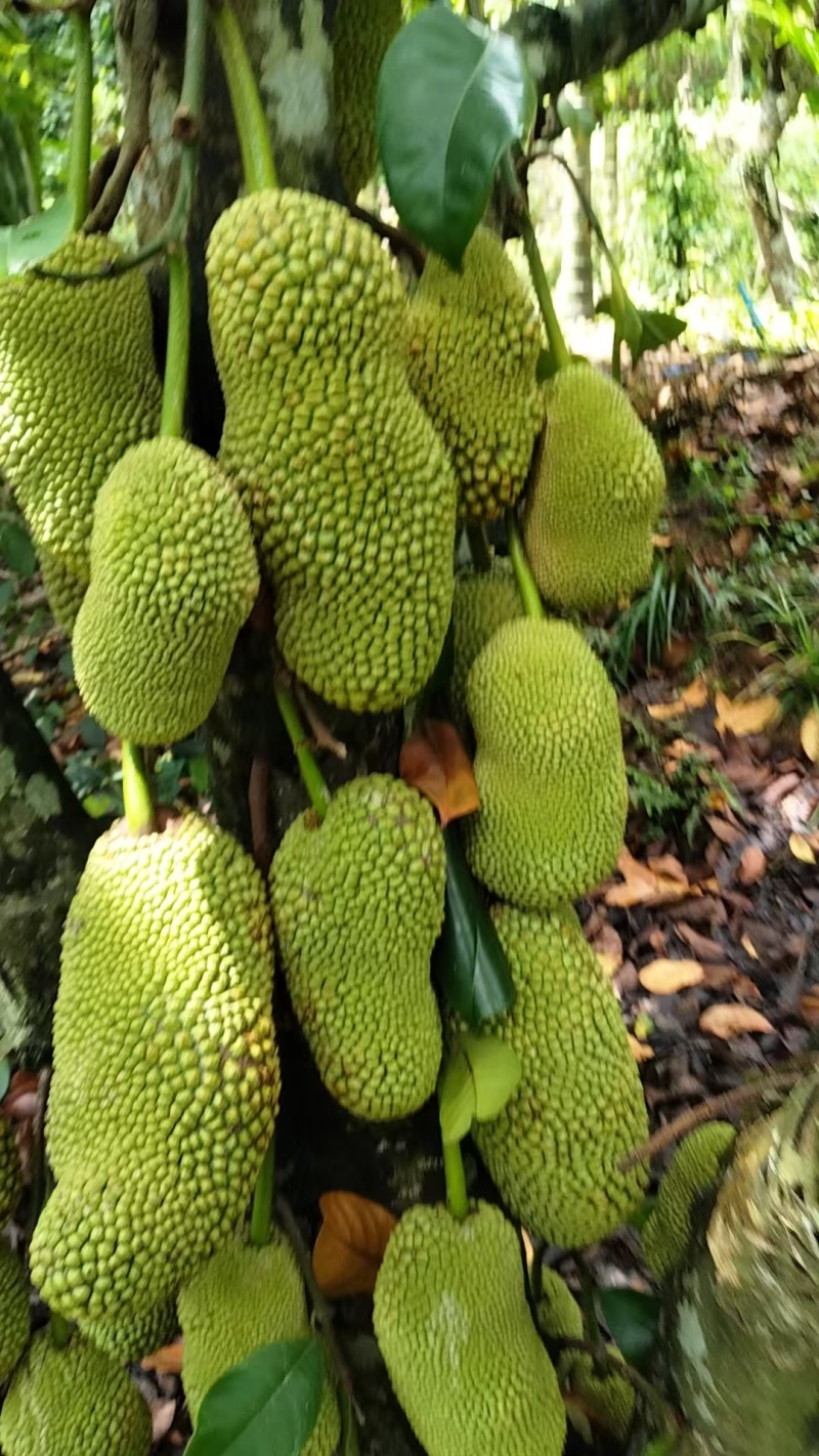 海南榴莲蜜一件代