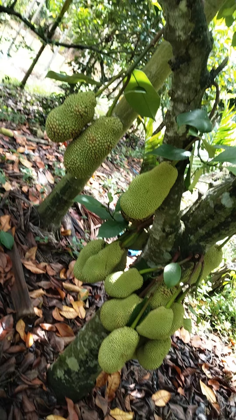 海南榴莲蜜一件代