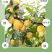 黄金奈李。美人桃，野生灵芝。野生蜂蜜。**香菇，柿饼