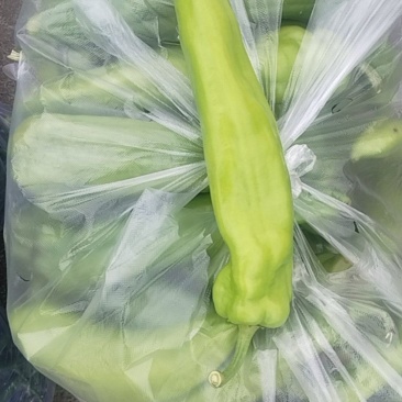 尖椒牛角椒椒，有现货。。。