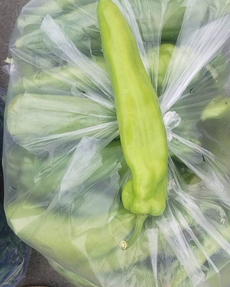 尖椒牛角椒椒，有现货。。。