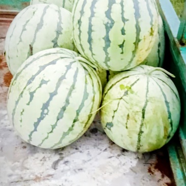 自家种的麒麟瓜