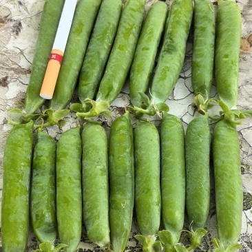 精品豌豆