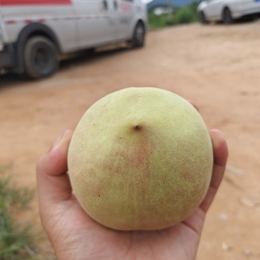鹰嘴蜜桃