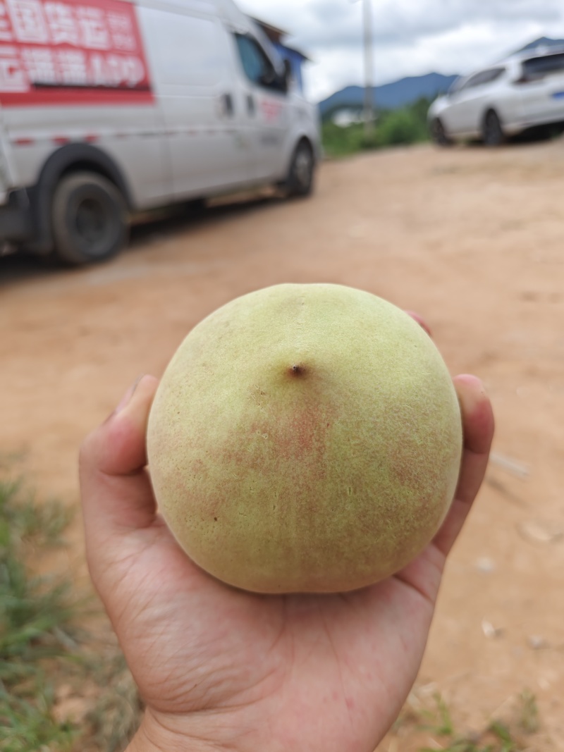 鹰嘴蜜桃