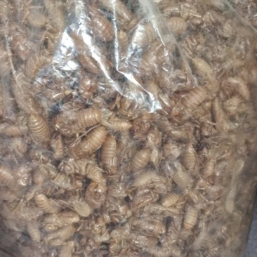 竹蝉壳