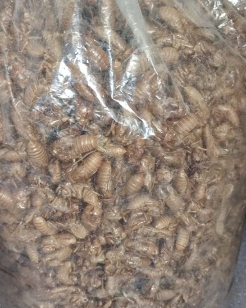 竹蝉壳
