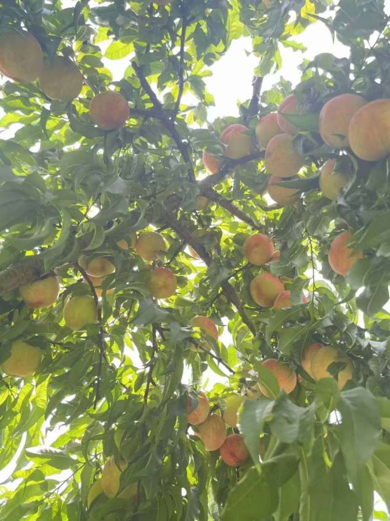 离核红不软