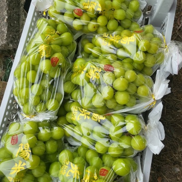 阳光玫瑰葡萄
