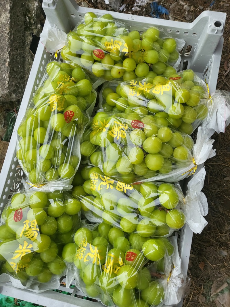 阳光玫瑰葡萄