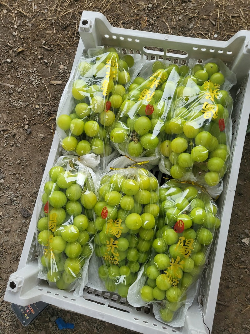 阳光玫瑰葡萄