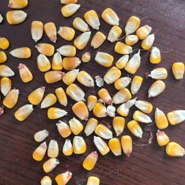 纯纯黑龙江现货干玉米粒一等标/二等标。随时提货无陈货！货量足