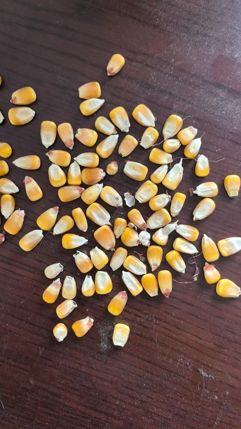 纯纯黑龙江现货干玉米粒一等标/二等标。随时提货无陈货！货量足