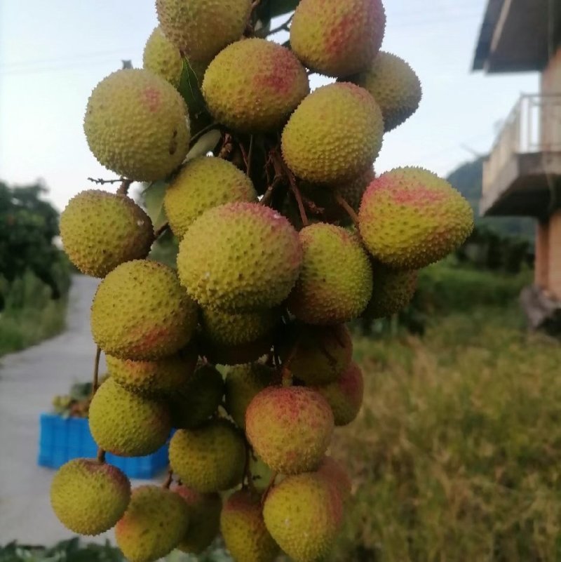 合江荔枝