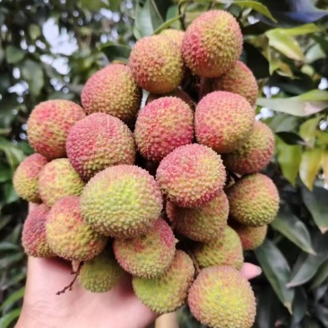 合江荔枝