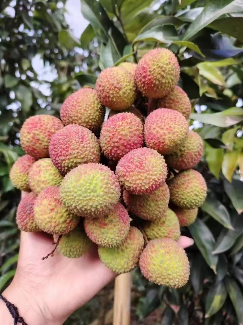 合江荔枝