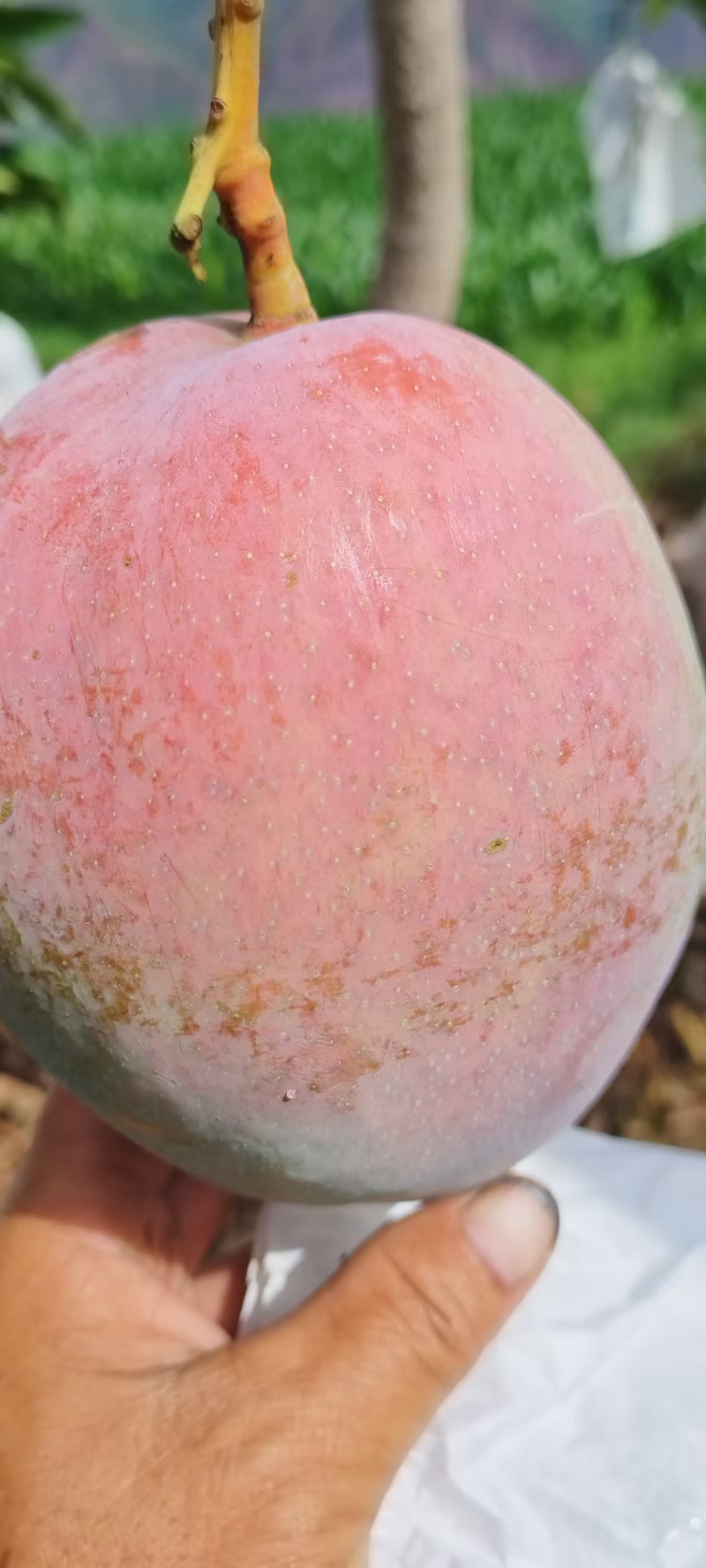 凯特芒果行情