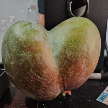 凯特芒果行情