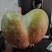 凯特芒果行情