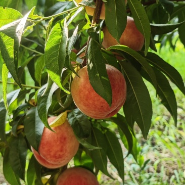 山西运城桃子青脆李