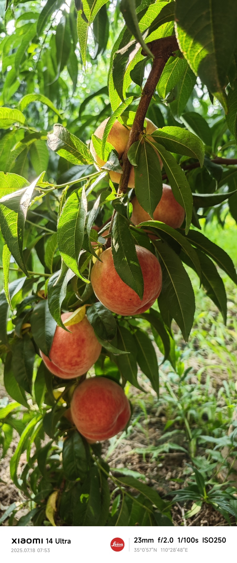 山西运城桃子青脆李