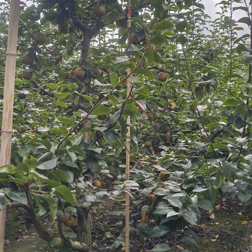 湖北，翠冠梨