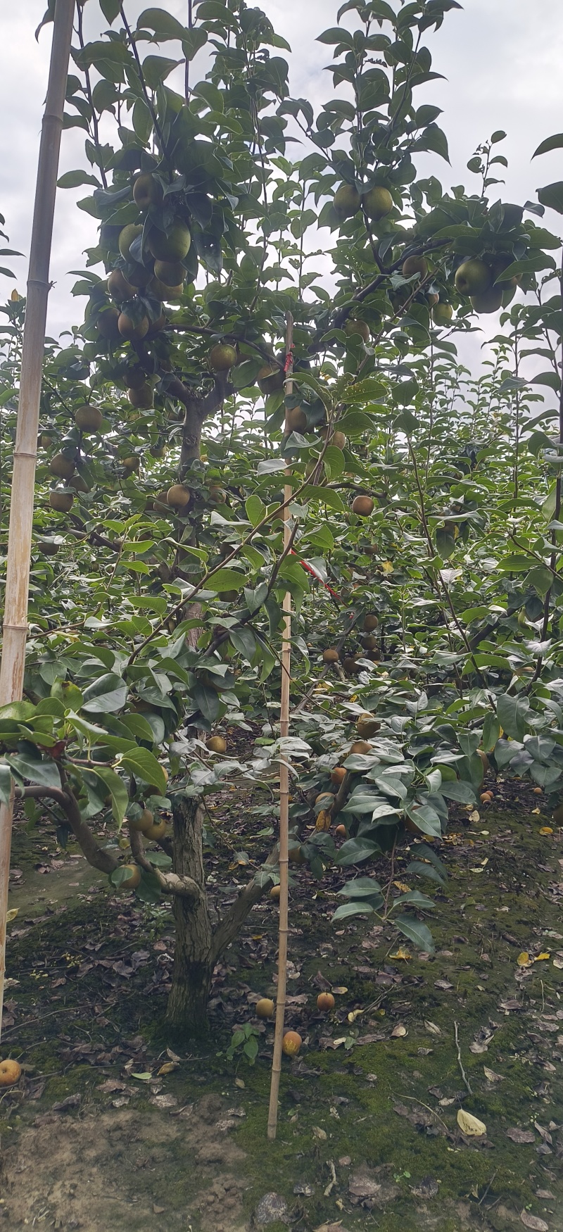 湖北，翠冠梨