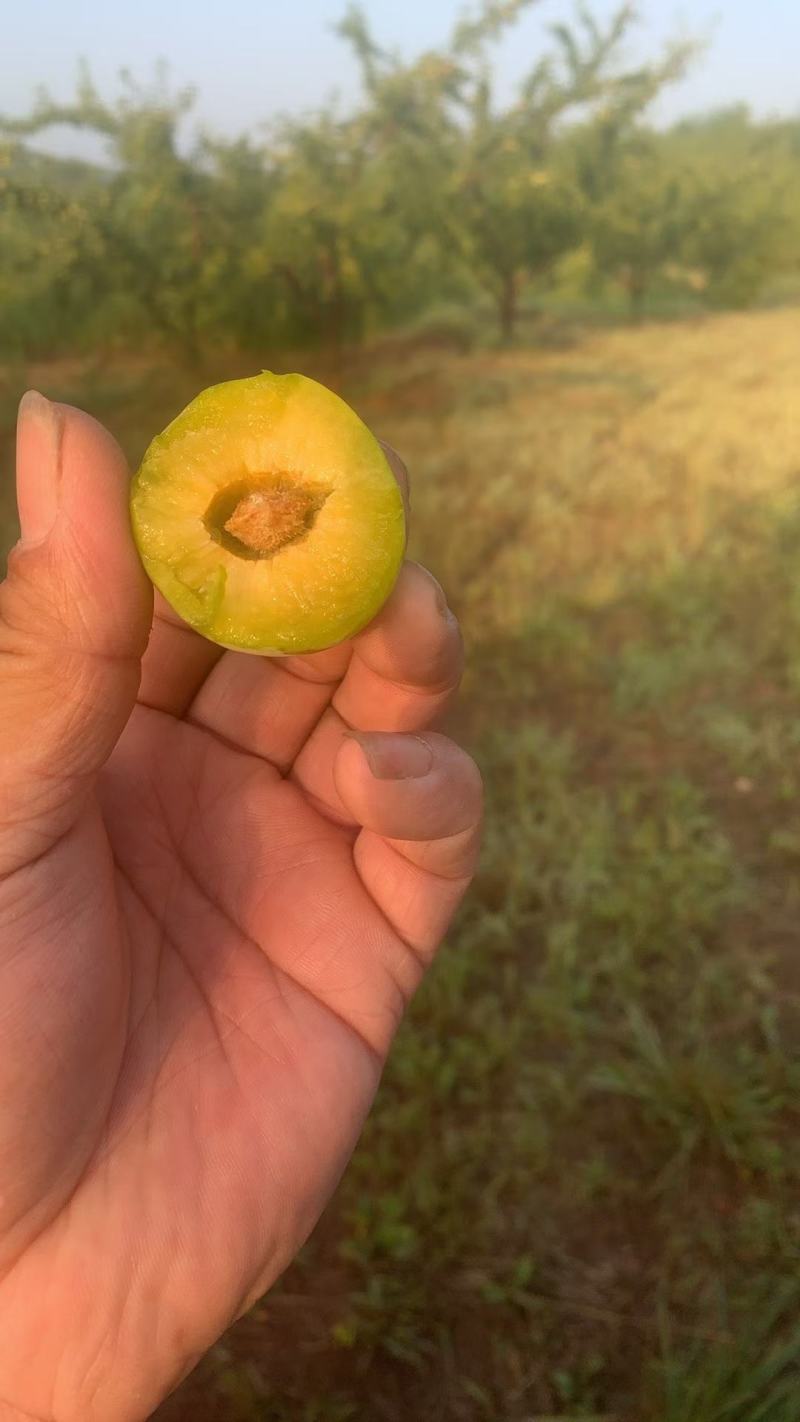 羌脆李