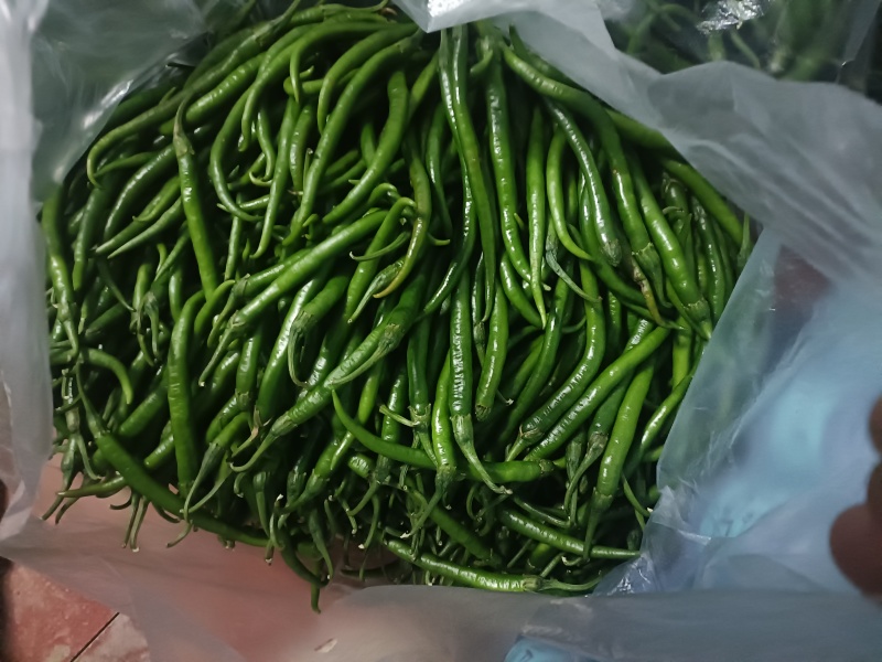青线椒二荆条